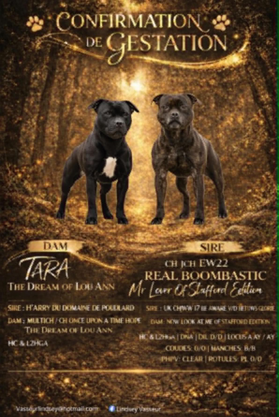 Chiot Staffordshire Bull Terrier The Mood Of Black