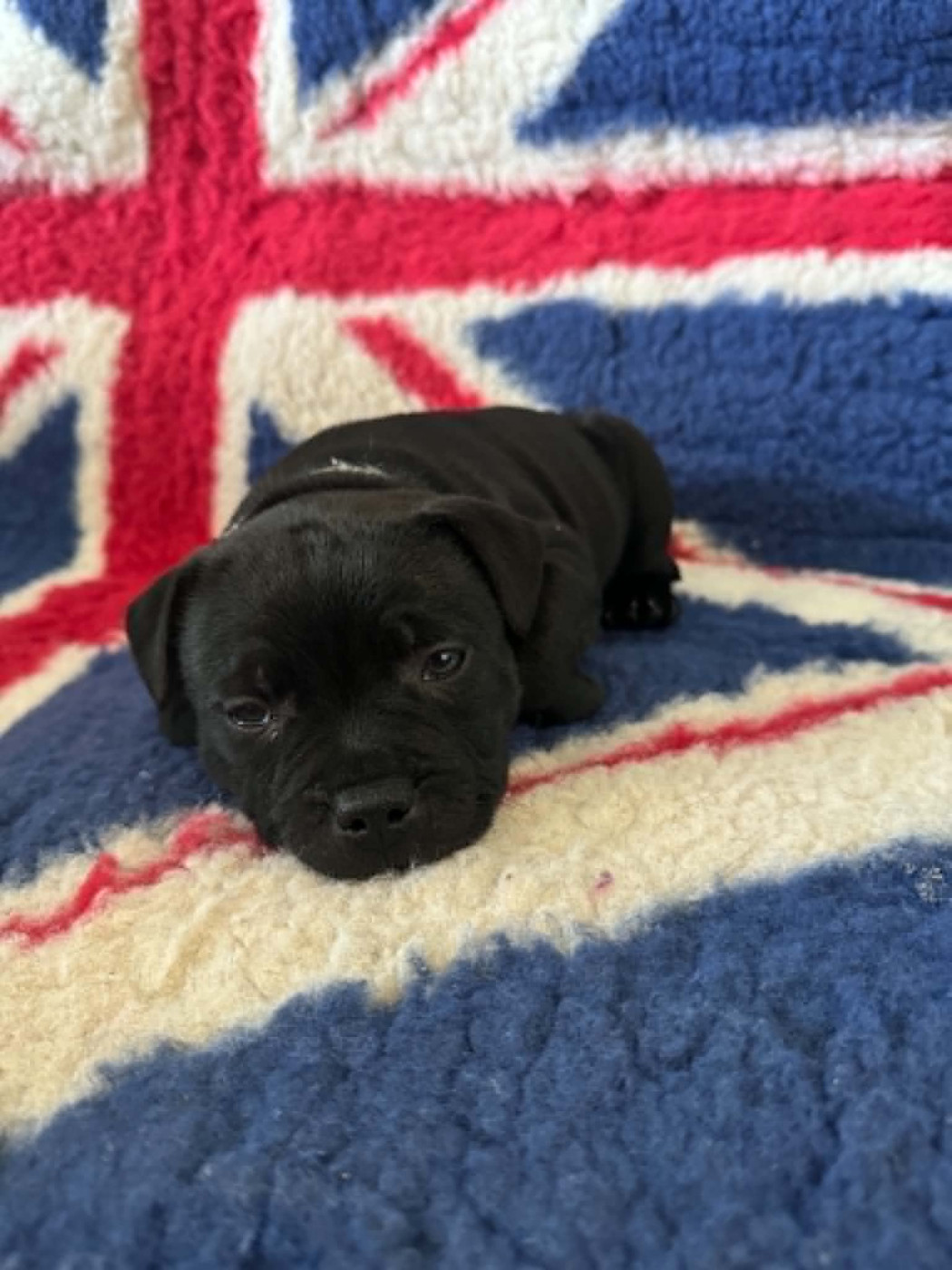 The Mood Of Black - Chiots disponibles - Staffordshire Bull Terrier