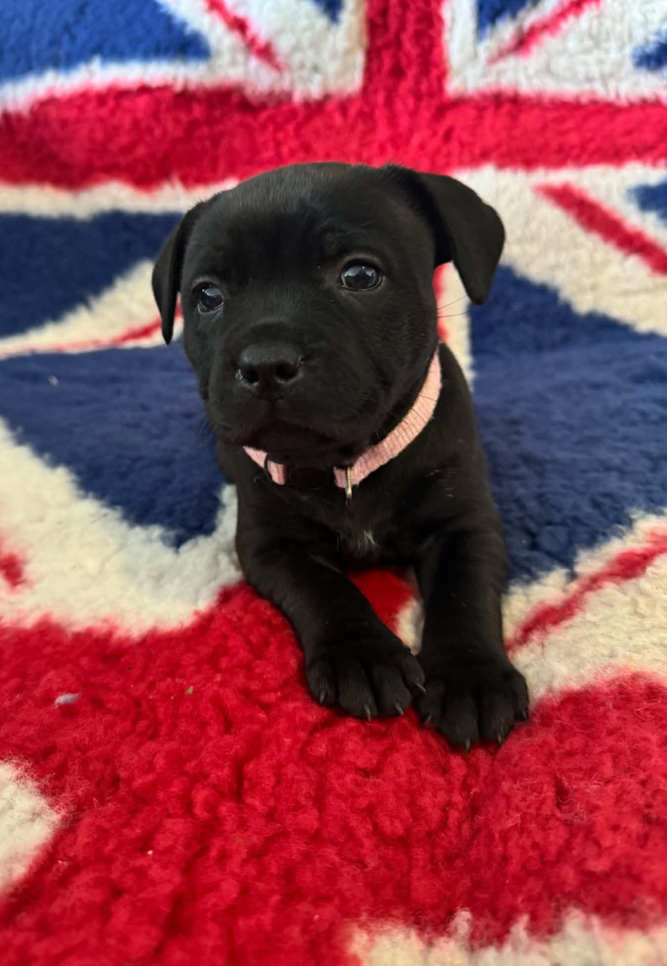 The Mood Of Black - Chiots disponibles - Staffordshire Bull Terrier