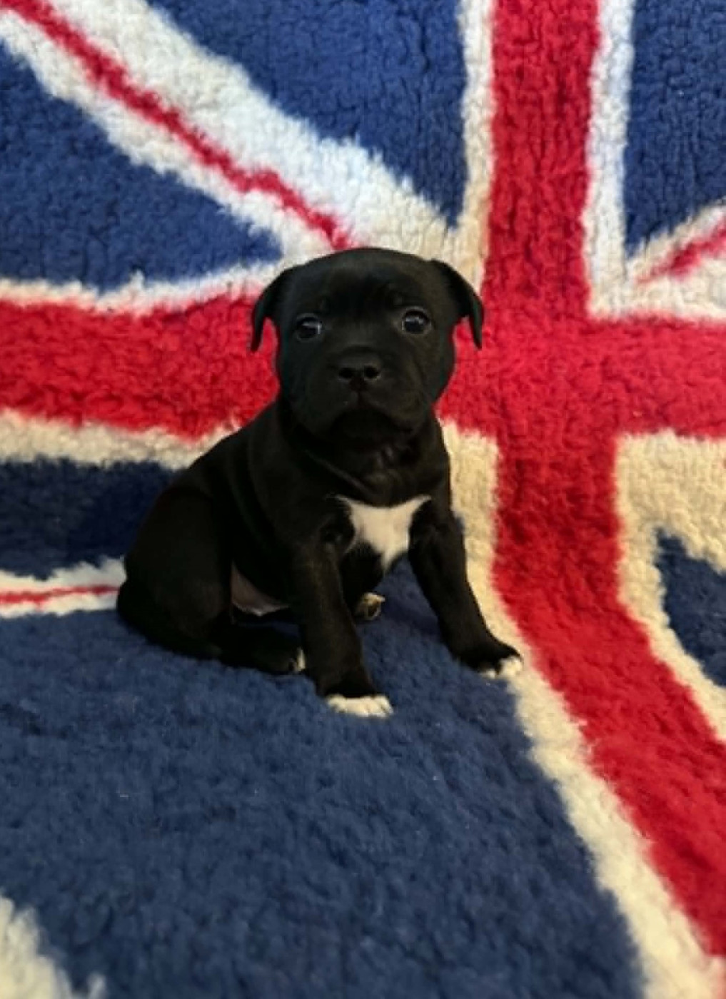 The Mood Of Black - Chiots disponibles - Staffordshire Bull Terrier