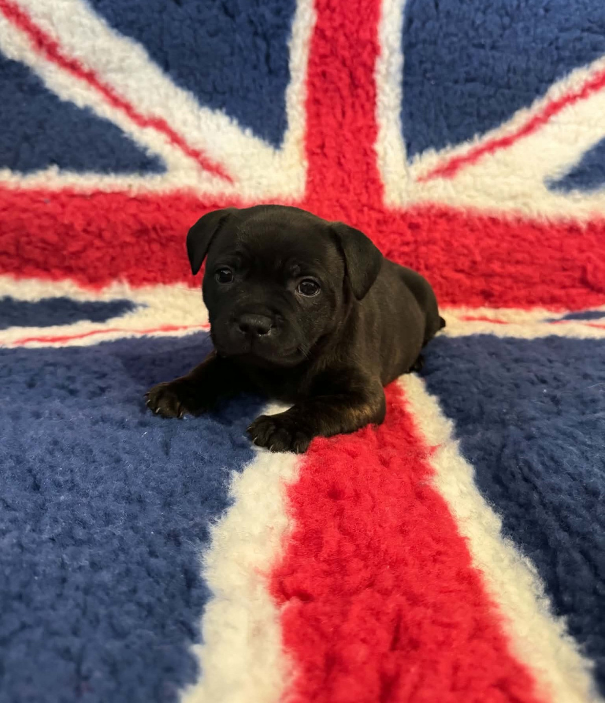 The Mood Of Black - Chiots disponibles - Staffordshire Bull Terrier