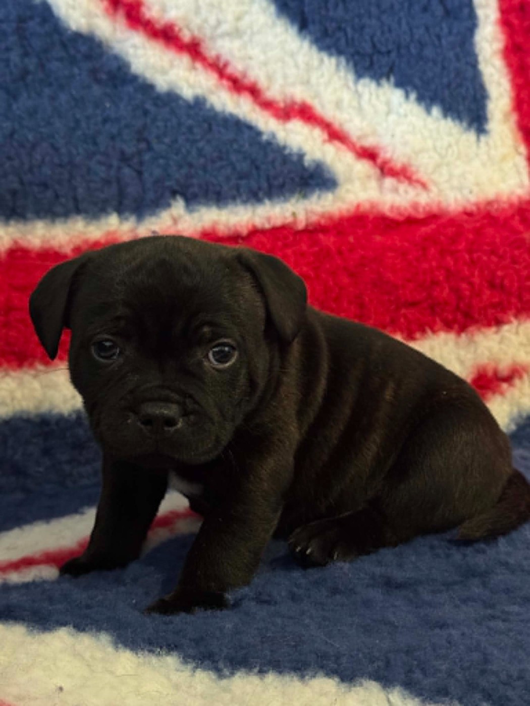 The Mood Of Black - Chiots disponibles - Staffordshire Bull Terrier