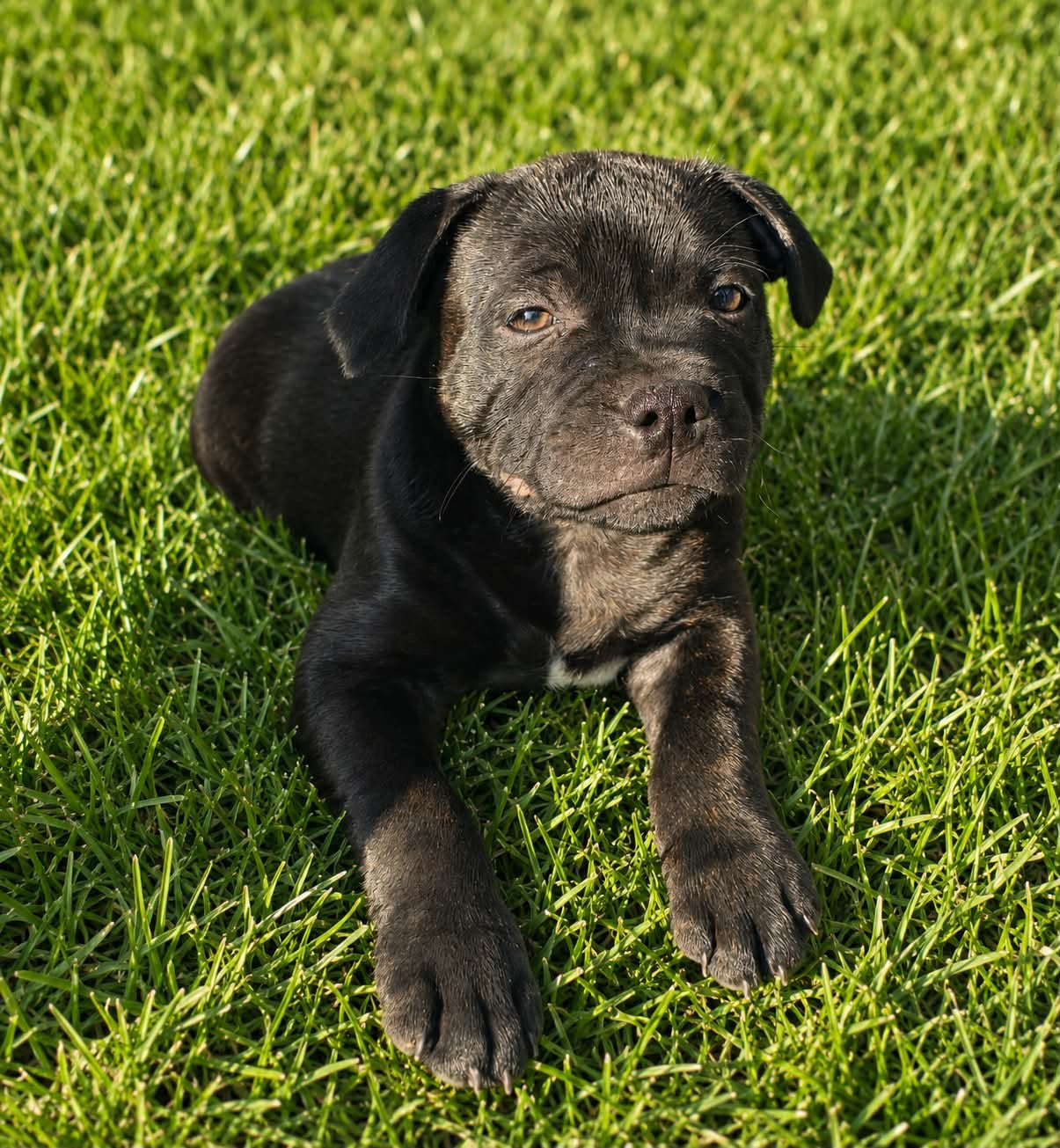 The Mood Of Black - Chiots disponibles - Staffordshire Bull Terrier