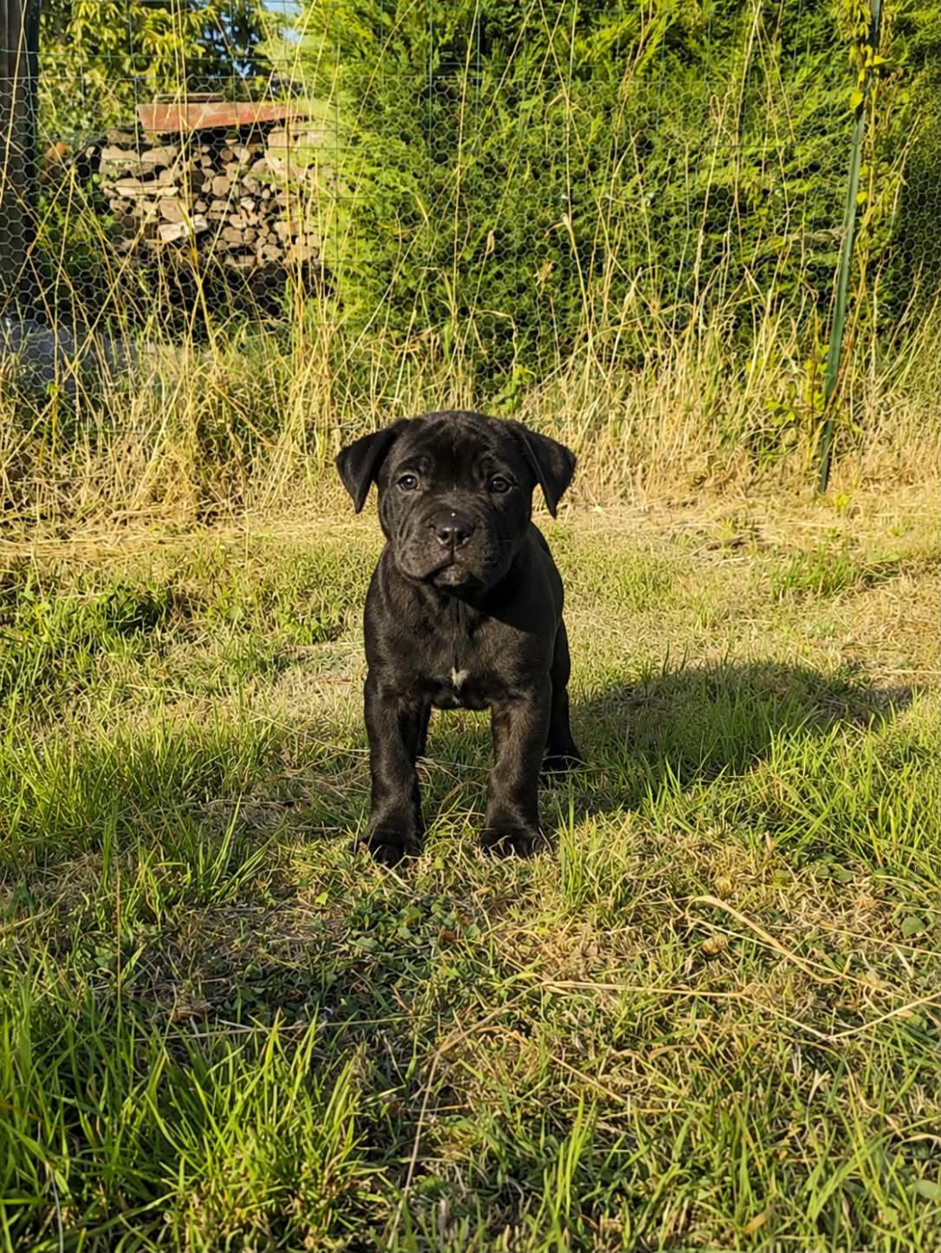 The Mood Of Black - Chiots disponibles - Staffordshire Bull Terrier
